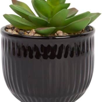 BLACK SMALL SUCCULENT
