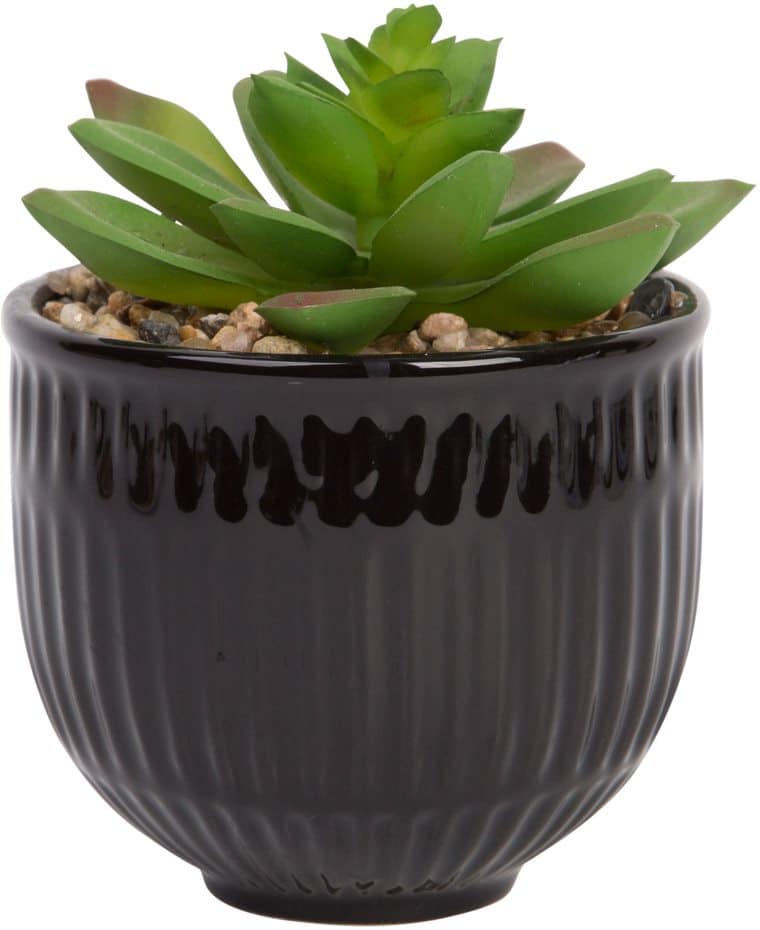 BLACK SMALL SUCCULENT