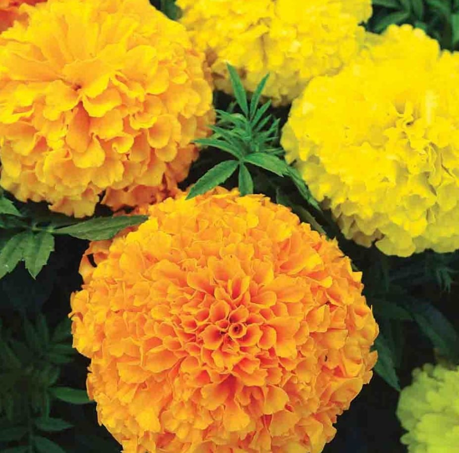 MARIGOLD FERRY'S BEST MIX COLOURS