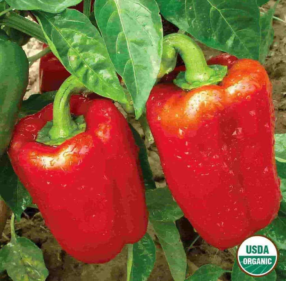 ORGANIC CALIFORNIA WONDER BELL PEPPER 120 SEEDS