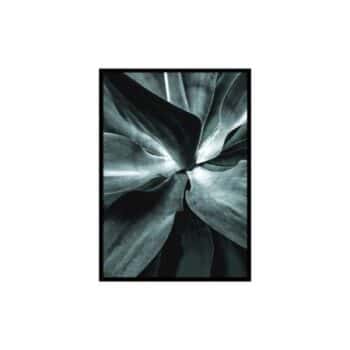 SUCCULENT 50X70CM FRAMED PICTURE